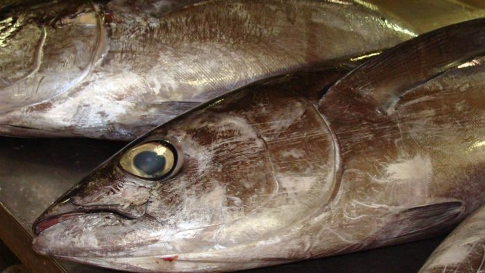 Thumbnail for Something fishy about imports, but seafood bill still on the hook