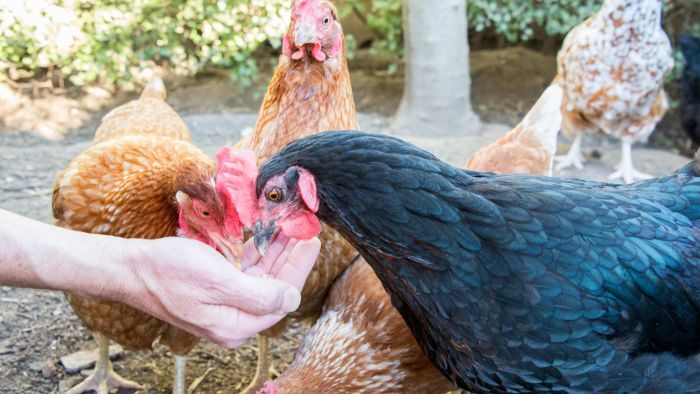 Thumbnail for Backyard chickens in a Canberra home cause latest flap over bird flu