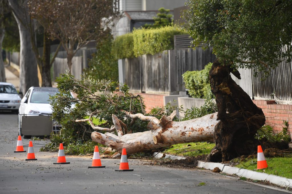 Thumbnail for Child, 4, among three dead as powerful winds rock Victoria