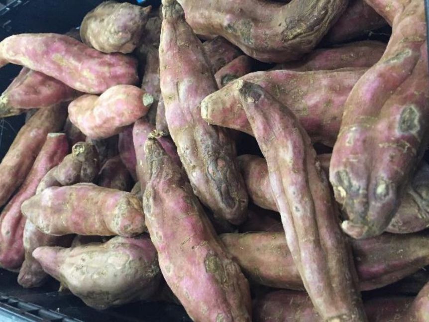 Thumbnail for Poor fresh food quality in northwest put under spotlight by health professionals