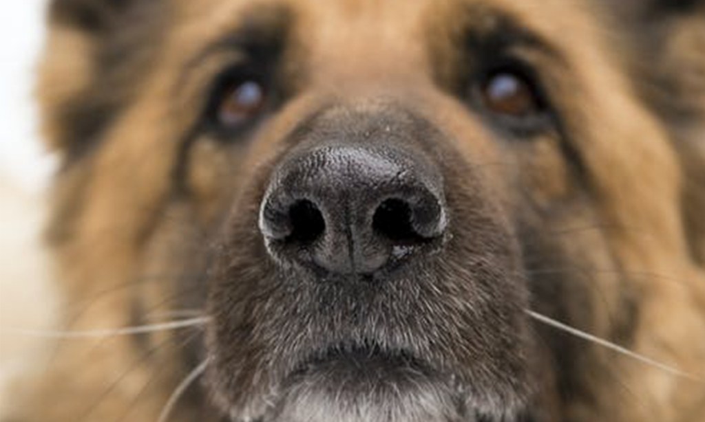Thumbnail for Meet the dogs that may be able to sniff out COVID-19