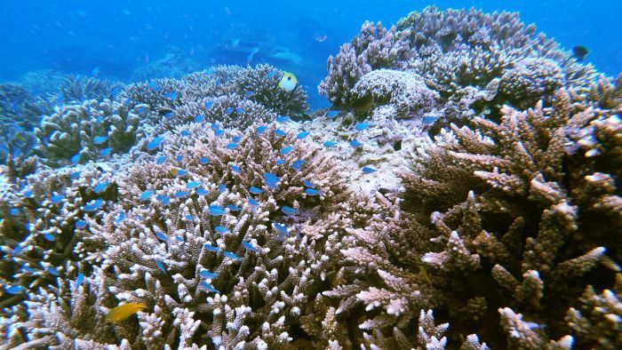 Thumbnail for NQ study finds risk of coral extinction lower than first thought
