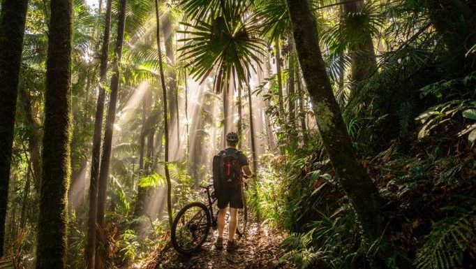 Thumbnail for Wild things: No yowie, but team hunts new species in NQ rainforest