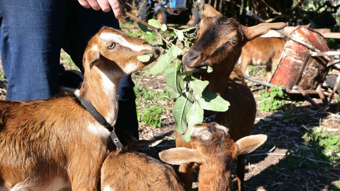 Thumbnail for After 150 years, goat colony is recognised as part of Aussie heritage