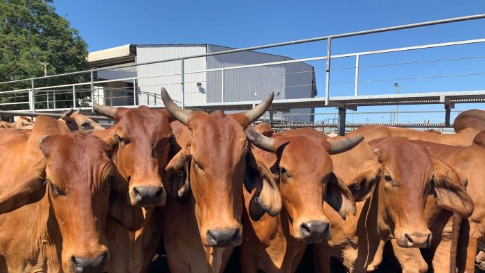 Thumbnail for Not just hot air: How Qld researchers are solving beef’s wicked methane problem