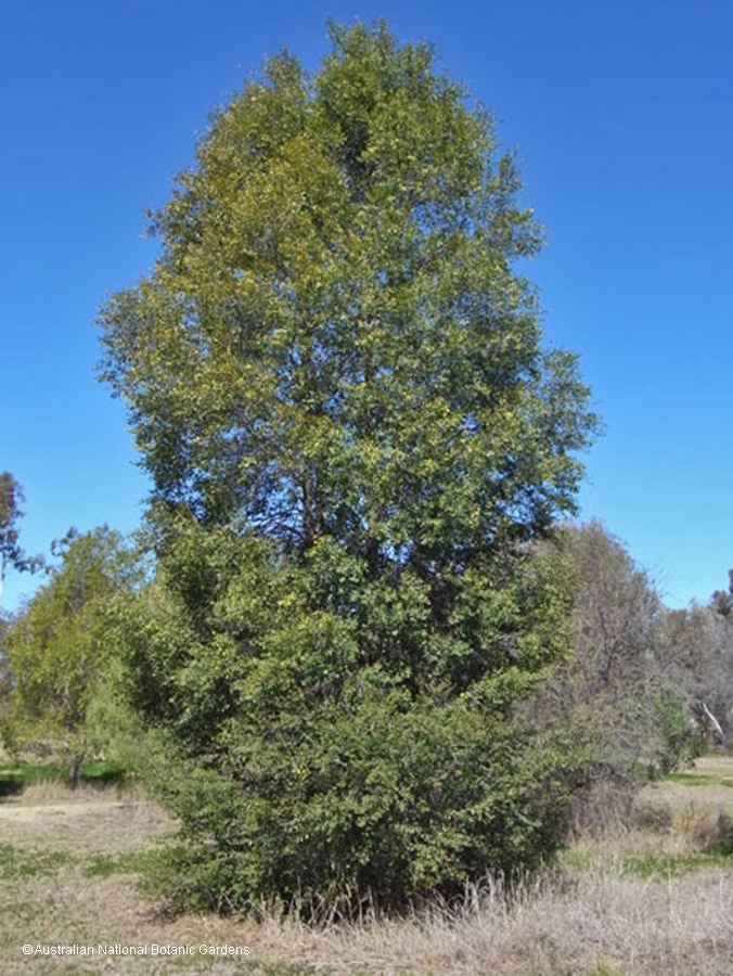 Thumbnail for How saving a rare historic tree has cost farming family a fortune