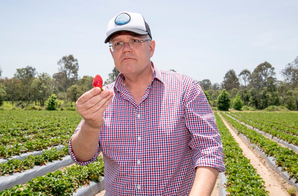 Thumbnail for Stopping the rot: Incentives on table as farmers desperate to fill 26,000 harvest jobs