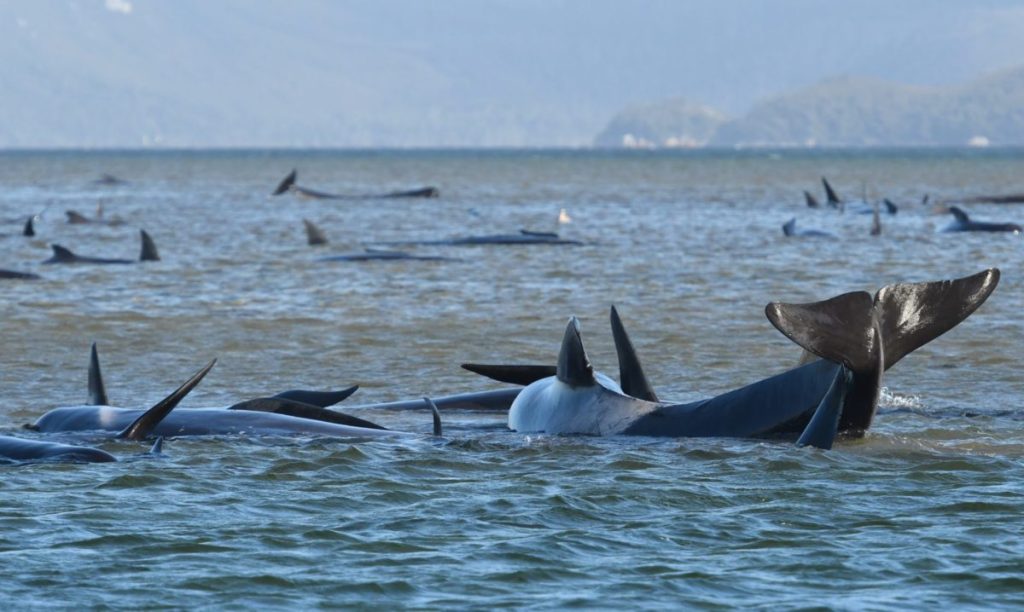 Thumbnail for One third of beached whales already dead, battle to save the remainder