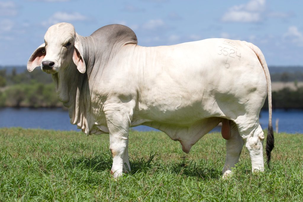 Thumbnail for Raising the steaks: Bull market means $325,000 record more than Justified