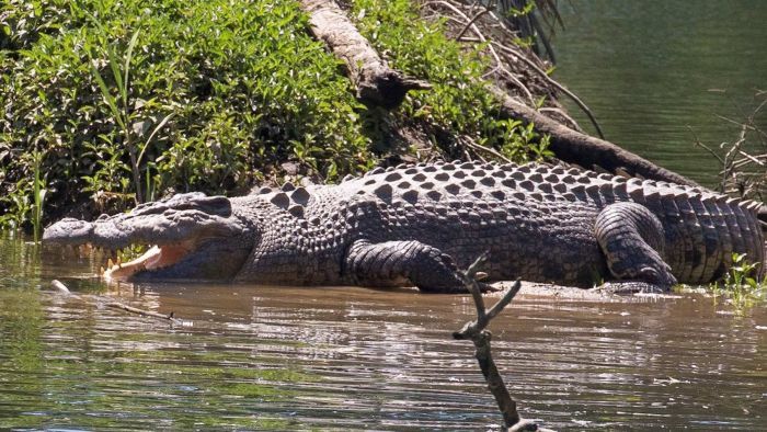 Wildlife officers will travel to Lizard Island today to search for and remove the crocodile. Photo: ABC