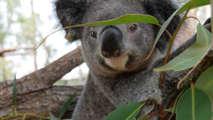Thumbnail for Help from above: How army of drones will help restore koala trees