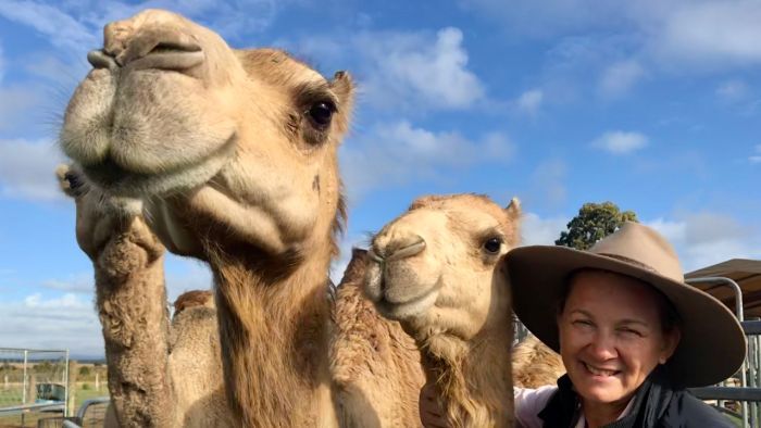 Thumbnail for Meet the Sunshine Coast farmers who are milking camels for all they are worth