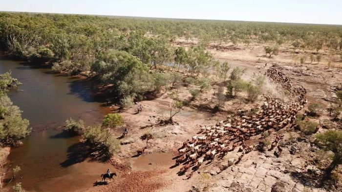 Thumbnail for Queensland grazing family’s record $35m deal for Gulf station