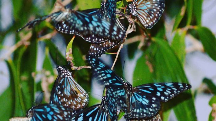 Thumbnail for The butterfly effect: Perfect breeding conditions have led to a sea of winged beauty