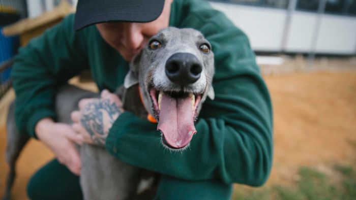 Dogs bought during the pandemic are costing their owners dearly now. Photo: ABC