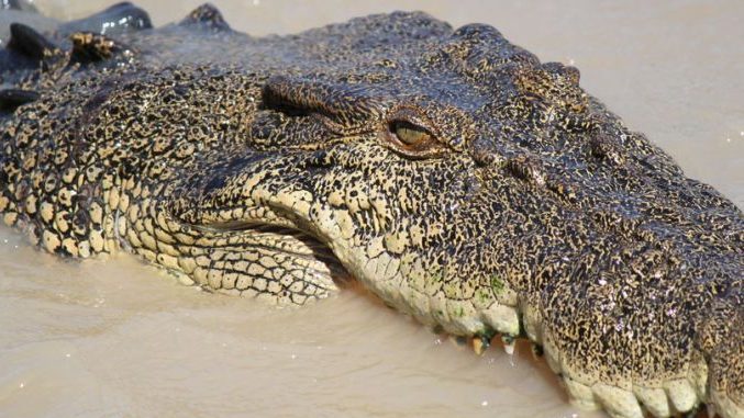 Thumbnail for Grisly find of human remains in crocodile halts search for missing man