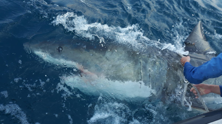 Thumbnail for Sharks with cameras? The radical new plan to make our beaches more safe