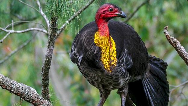Thumbnail for Depravity in our back yards – bush turkeys are ‘raping’ domestic chickens, experts say