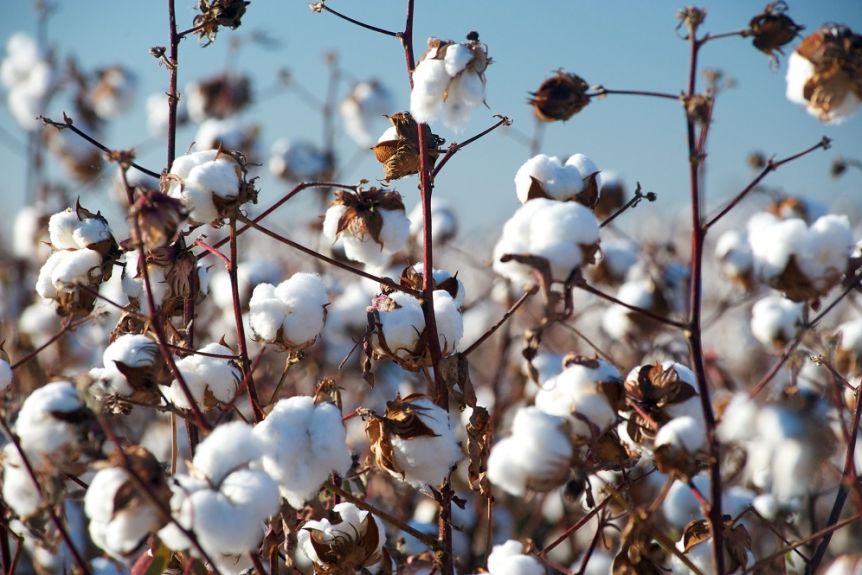 Thumbnail for From coal to cotton: Aussie growers latest to feel wrath of China