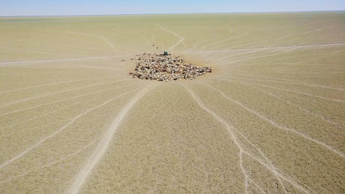 Thumbnail for Selling the farm: Record year as many of Australia’s biggest cattle stations change hands