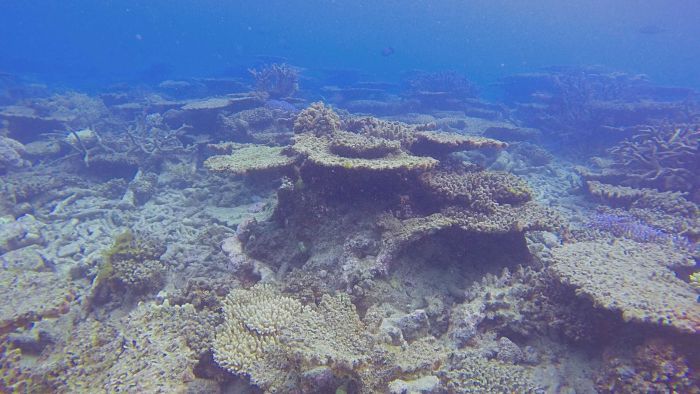 Thumbnail for Climate pains: Reef regrowth even more vulnerable to cyclones, heat waves, starfish