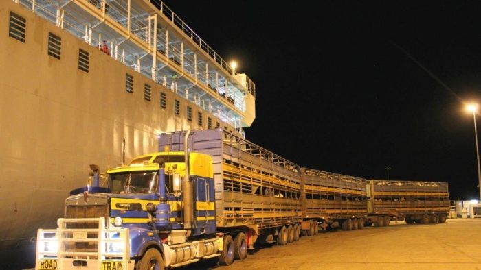 Thumbnail for Cruise from hell: Sheep, cattle remain in limbo on livestock ship bound for Israel
