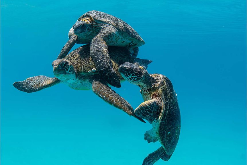 Thumbnail for Dangerous liaisons: The bizarre turtle sex marathon taking place off Bundaberg
