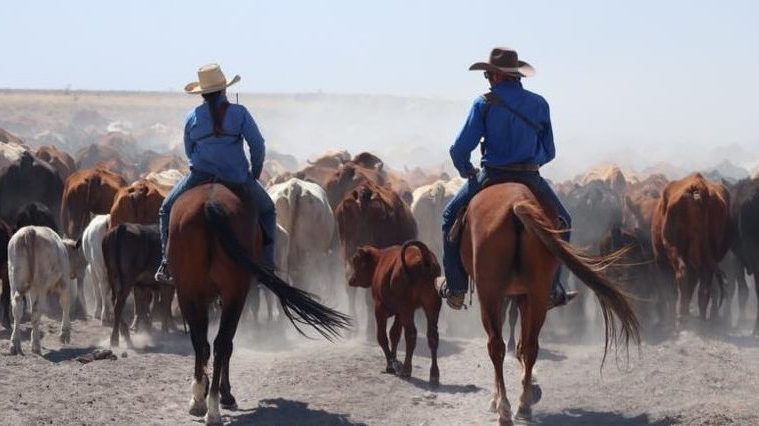 Thumbnail for What’s your beef? AACo bottom line hit by plunging beef prices but outlook strong