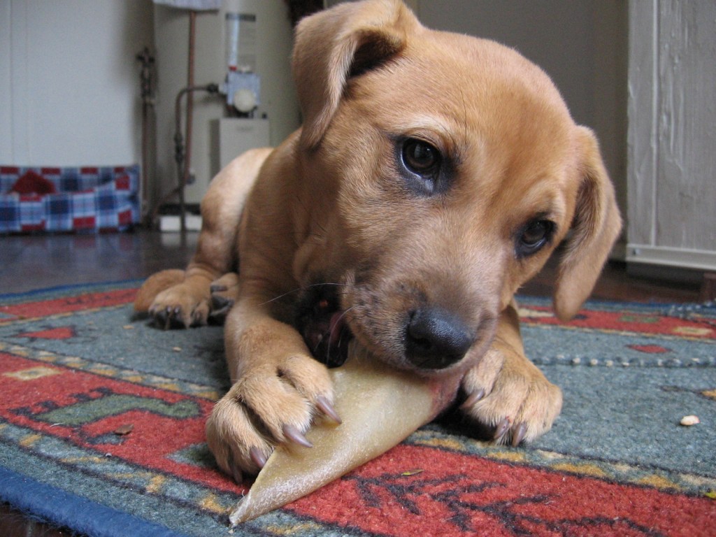 The Levingston's soon-to-be centurion Tully as a puppy.