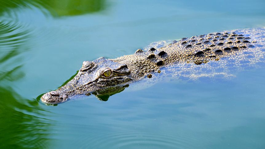 Thumbnail for Well-fed 3.8m ‘friendly’ crocodile removed from Townsville beach
