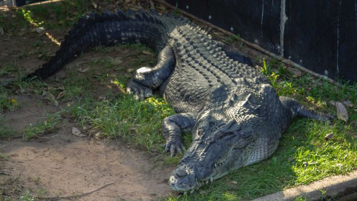 A proposed crocodile farm near Darwin aims to house up to 50,000 saltwater crocodiles. Photo: ABC