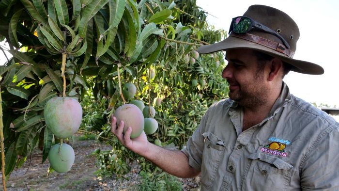 Confidence among Queensland farmers is at near record levels. (Photo: ABC)