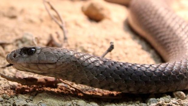 Aman has been charged with manslaughter after failing to seek proper medical help for a boy bitten by a snake Photo: ABC