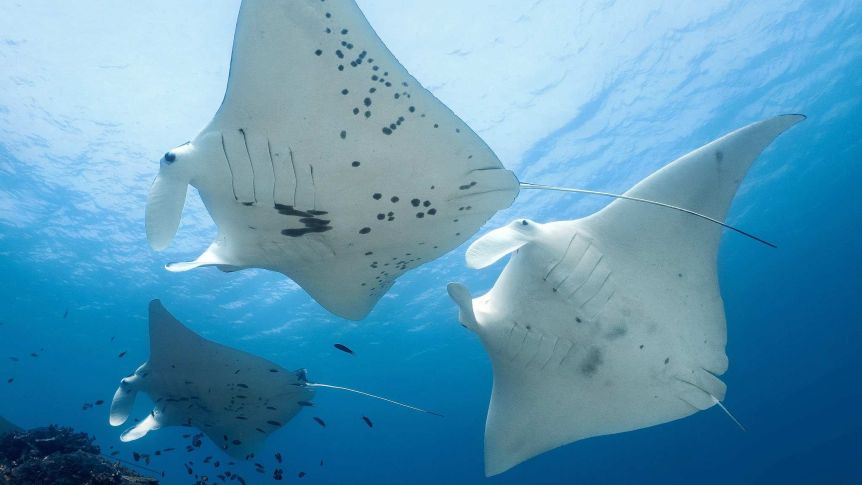 Huge numbers of manta rays have been sighted by divers off Lady Elliot Island.(Supplied: Project Manta)
