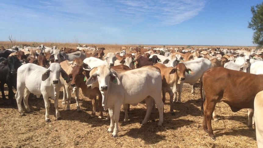 Thumbnail for High steaks: Surging beef trade puts sizzle into Qld exports