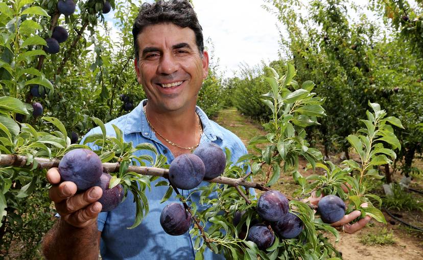 Thumbnail for Plum crazy: How a battle over Queensland ‘super fruit’ has ended up in court