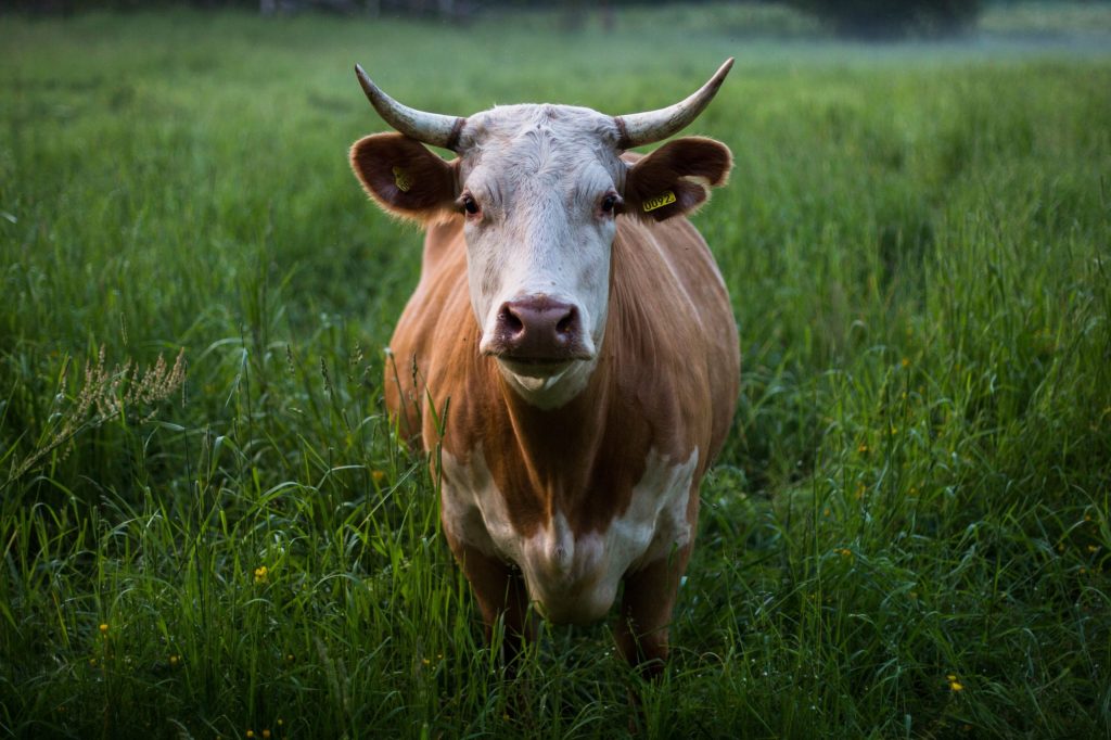 Queensland agricultural products were being affected by the China bans 