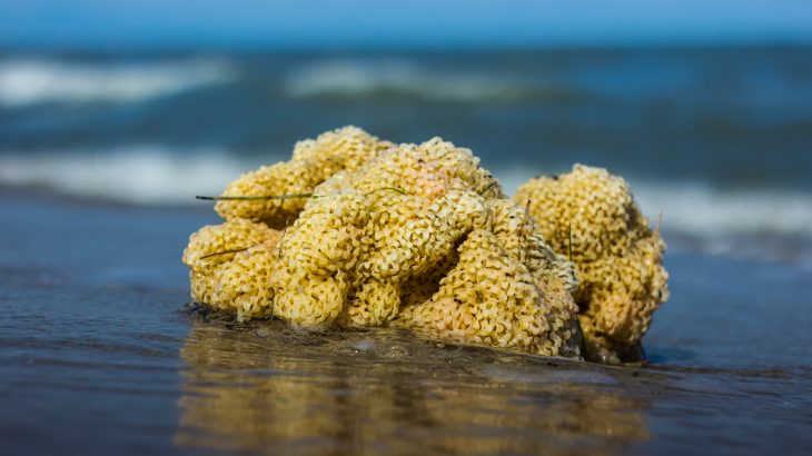 Thumbnail for UQ scientists excited by humanity’s long lost cousin – it’s a sea sponge