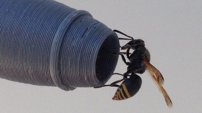 Thumbnail for How this tiny wasp could pose a deadly threat to Queensland air travellers