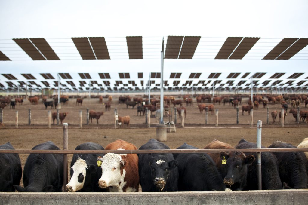 Cattle on feed at Kerwee Feedlot, near Jondaryan on the Darling Downs. (Photo: Supplied).