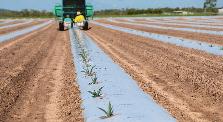 Top Shelf's agave farm under development near Bowen