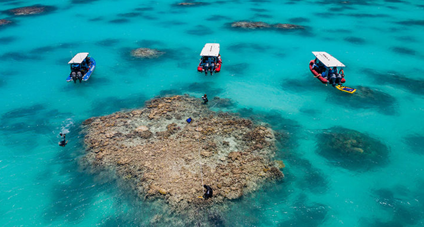 Thumbnail for Miracle on the Reef: Our first ‘IVF’ coral babies thriving amid hopes for bright future