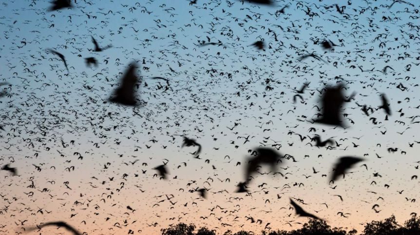 Thumbnail for Deadly bat-borne disease fears as lyssavirus case confirmed in Cairns