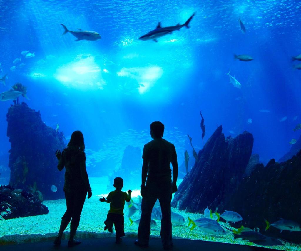 Thumbnail for Cairns Aquarium cleared of wrongdoing over use of coronavirus funds