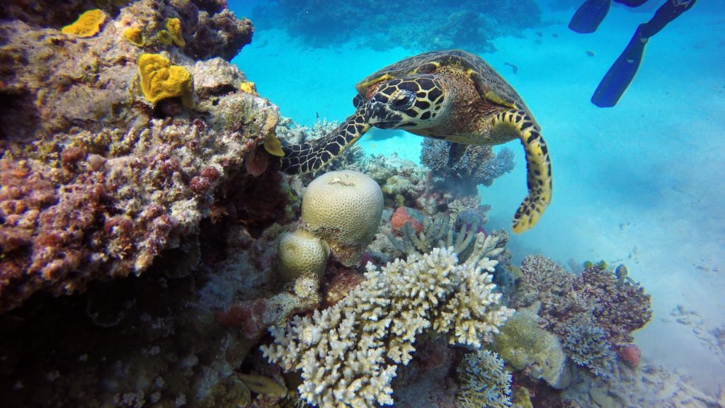 Thumbnail for PM gets state consensus on streamlined environmental laws