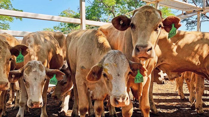 Thumbnail for Bull among the bears: AACo’s greener pastures as profits surge and Wagyu booms