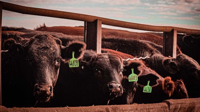 Thumbnail for Trade deals help boost state’s exports, with beef leading the way