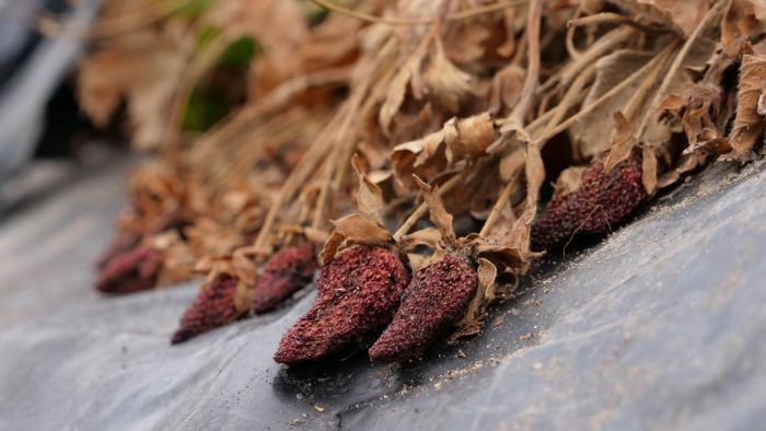 Thumbnail for Failure of farm labour incentives threatens harvest