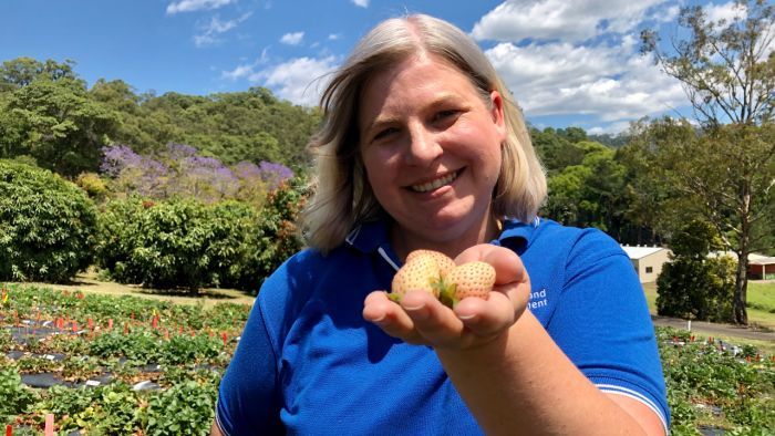 Jodi Neal is working on breeding a tasty white strawberry. (Photo: ABC)