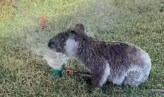 A koala cools off in a sprinkler in Christine Tully's backyard near Dalby on Sunday.